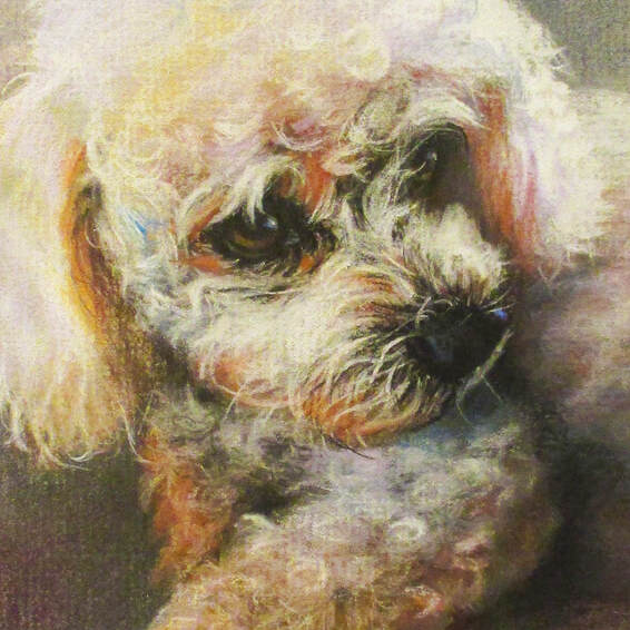 "Biscuit" 8x10 Pastel