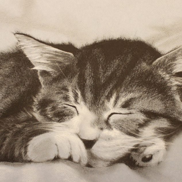 "Catnap" 11x16 Charcoal