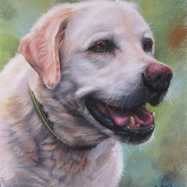 "Tommy No. 1" 8x10 Pastel