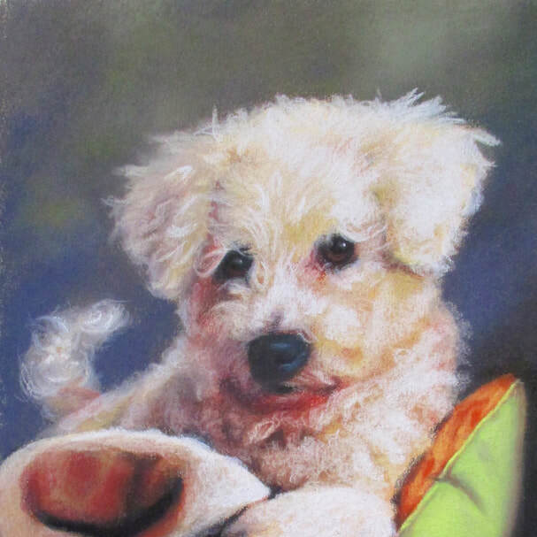 "Finnigan" 8x10 Pastel