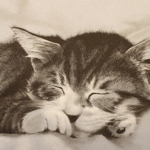 "Catnap" 11x16 Charcoal